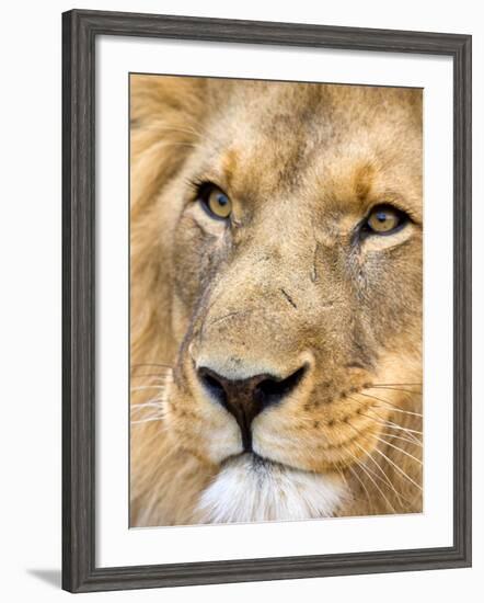 Male Lion at Africat Project, Namibia-Joe Restuccia III-Framed Photographic Print