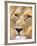 Male Lion at Africat Project, Namibia-Joe Restuccia III-Framed Photographic Print