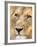 Male Lion at Africat Project, Namibia-Joe Restuccia III-Framed Photographic Print