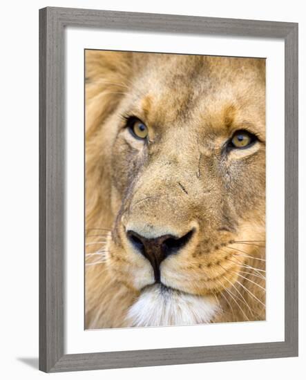 Male Lion at Africat Project, Namibia-Joe Restuccia III-Framed Photographic Print