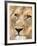 Male Lion at Africat Project, Namibia-Joe Restuccia III-Framed Photographic Print