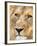 Male Lion at Africat Project, Namibia-Joe Restuccia III-Framed Photographic Print