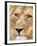 Male Lion at Africat Project, Namibia-Joe Restuccia III-Framed Photographic Print