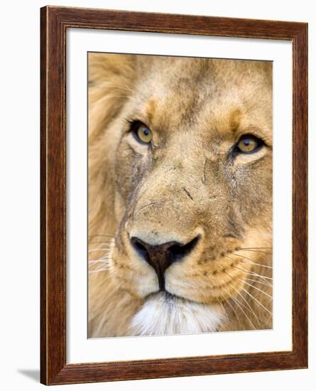 Male Lion at Africat Project, Namibia-Joe Restuccia III-Framed Photographic Print