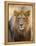 Male Lion at Africat Project, Namibia-Joe Restuccia III-Framed Premier Image Canvas