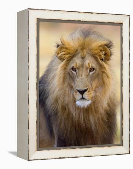 Male Lion at Africat Project, Namibia-Joe Restuccia III-Framed Premier Image Canvas