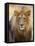 Male Lion at Africat Project, Namibia-Joe Restuccia III-Framed Premier Image Canvas