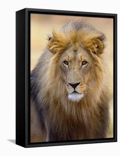 Male Lion at Africat Project, Namibia-Joe Restuccia III-Framed Premier Image Canvas