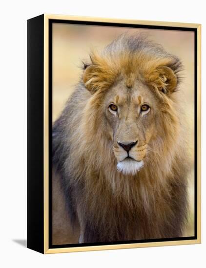 Male Lion at Africat Project, Namibia-Joe Restuccia III-Framed Premier Image Canvas