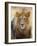 Male Lion at Africat Project, Namibia-Joe Restuccia III-Framed Photographic Print