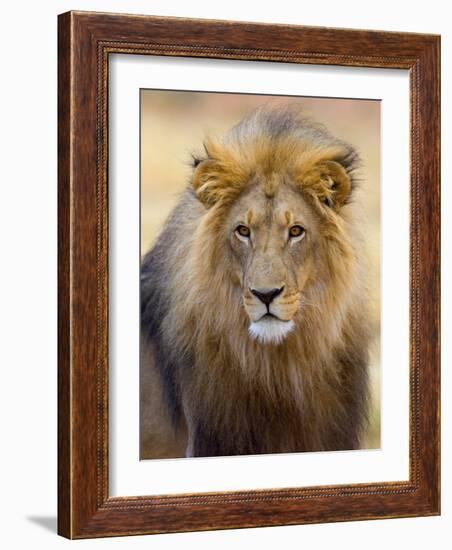 Male Lion at Africat Project, Namibia-Joe Restuccia III-Framed Photographic Print