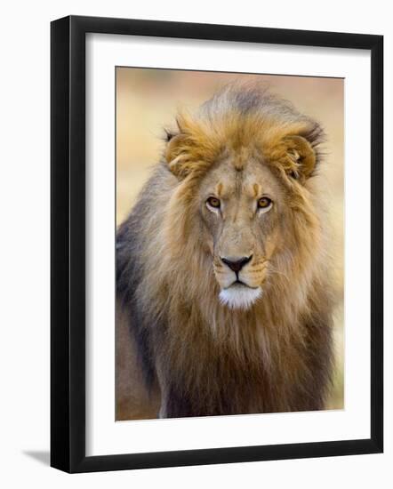 Male Lion at Africat Project, Namibia-Joe Restuccia III-Framed Photographic Print