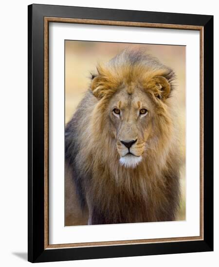 Male Lion at Africat Project, Namibia-Joe Restuccia III-Framed Photographic Print