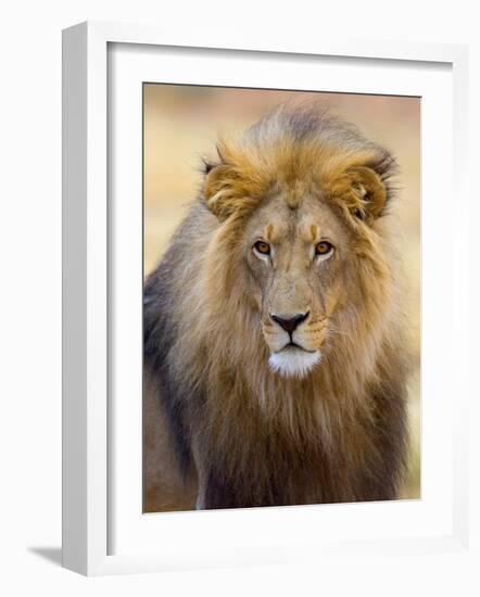 Male Lion at Africat Project, Namibia-Joe Restuccia III-Framed Photographic Print