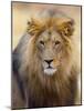 Male Lion at Africat Project, Namibia-Joe Restuccia III-Mounted Photographic Print