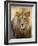 Male Lion at Africat Project, Namibia-Joe Restuccia III-Framed Photographic Print