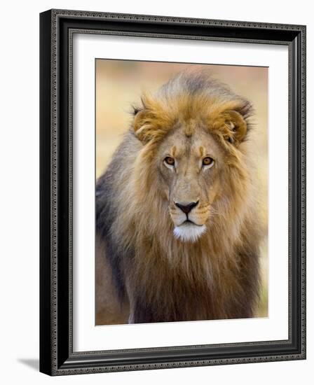 Male Lion at Africat Project, Namibia-Joe Restuccia III-Framed Photographic Print