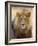 Male Lion at Africat Project, Namibia-Joe Restuccia III-Framed Photographic Print