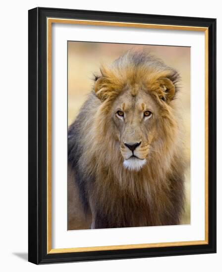 Male Lion at Africat Project, Namibia-Joe Restuccia III-Framed Photographic Print