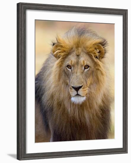 Male Lion at Africat Project, Namibia-Joe Restuccia III-Framed Photographic Print