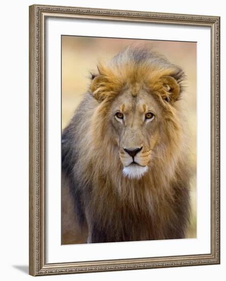 Male Lion at Africat Project, Namibia-Joe Restuccia III-Framed Photographic Print