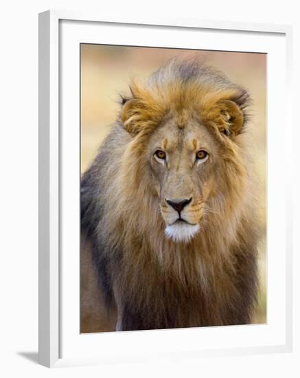 Male Lion at Africat Project, Namibia-Joe Restuccia III-Framed Photographic Print