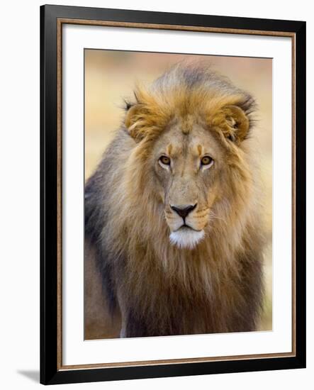 Male Lion at Africat Project, Namibia-Joe Restuccia III-Framed Photographic Print