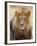 Male Lion at Africat Project, Namibia-Joe Restuccia III-Framed Photographic Print