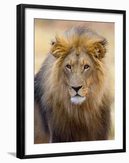 Male Lion at Africat Project, Namibia-Joe Restuccia III-Framed Photographic Print