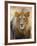 Male Lion at Africat Project, Namibia-Joe Restuccia III-Framed Photographic Print