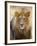 Male Lion at Africat Project, Namibia-Joe Restuccia III-Framed Photographic Print