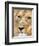 Male Lion at Africat Project, Namibia-Joe Restuccia III-Framed Photographic Print