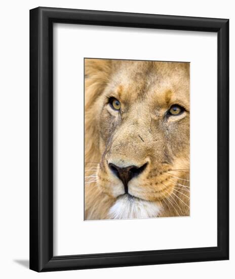 Male Lion at Africat Project, Namibia-Joe Restuccia III-Framed Photographic Print