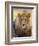 Male Lion at Africat Project, Namibia-Joe Restuccia III-Framed Photographic Print