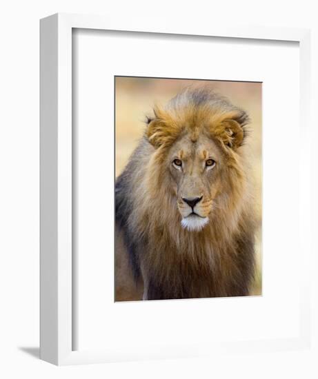 Male Lion at Africat Project, Namibia-Joe Restuccia III-Framed Photographic Print