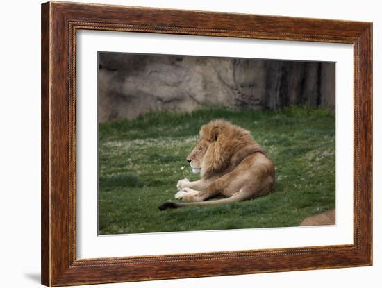 Male Lion At Rest-Carol Highsmith-Framed Art Print