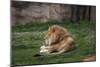 Male Lion At Rest-Carol Highsmith-Mounted Art Print