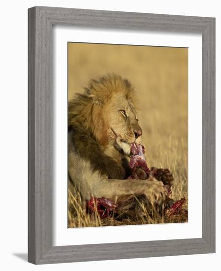 Male Lion Eating a Blue Wildebeest, Masai Mara National Reserve, Kenya, East Africa-James Hager-Framed Photographic Print