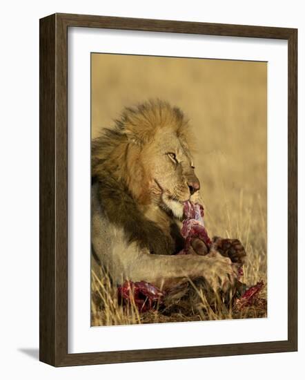 Male Lion Eating a Blue Wildebeest, Masai Mara National Reserve, Kenya, East Africa-James Hager-Framed Photographic Print