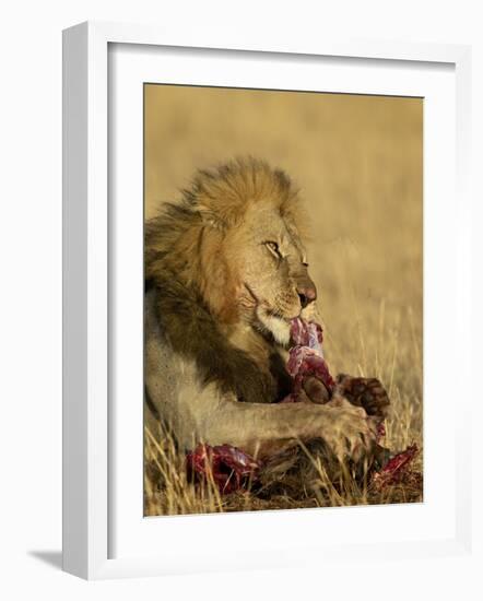 Male Lion Eating a Blue Wildebeest, Masai Mara National Reserve, Kenya, East Africa-James Hager-Framed Photographic Print