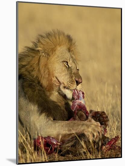 Male Lion Eating a Blue Wildebeest, Masai Mara National Reserve, Kenya, East Africa-James Hager-Mounted Photographic Print