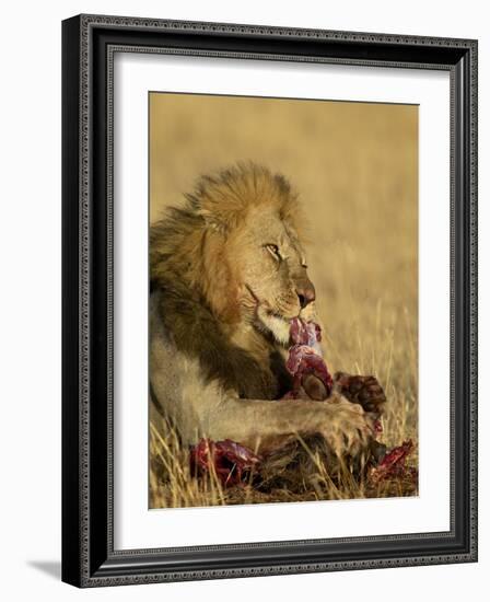 Male Lion Eating a Blue Wildebeest, Masai Mara National Reserve, Kenya, East Africa-James Hager-Framed Photographic Print