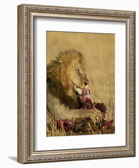 Male Lion Eating a Blue Wildebeest, Masai Mara National Reserve, Kenya, East Africa-James Hager-Framed Photographic Print