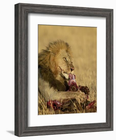 Male Lion Eating a Blue Wildebeest, Masai Mara National Reserve, Kenya, East Africa-James Hager-Framed Photographic Print