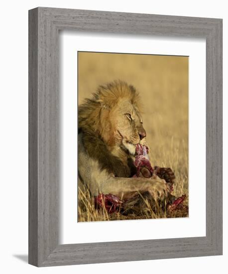 Male Lion Eating a Blue Wildebeest, Masai Mara National Reserve, Kenya, East Africa-James Hager-Framed Photographic Print