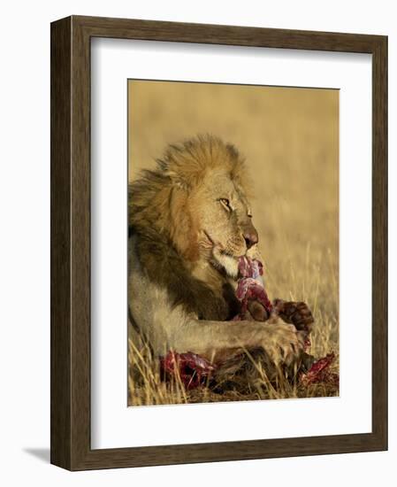 Male Lion Eating a Blue Wildebeest, Masai Mara National Reserve, Kenya, East Africa-James Hager-Framed Photographic Print