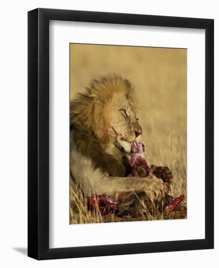 Male Lion Eating a Blue Wildebeest, Masai Mara National Reserve, Kenya, East Africa-James Hager-Framed Photographic Print