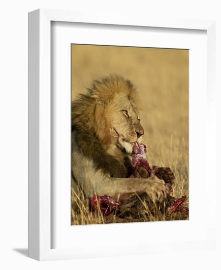 Male Lion Eating a Blue Wildebeest, Masai Mara National Reserve, Kenya, East Africa-James Hager-Framed Photographic Print