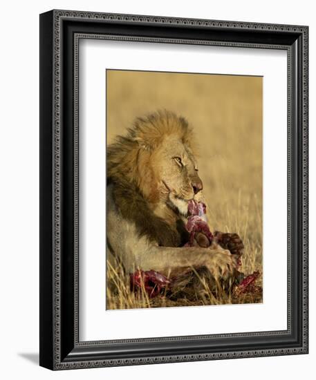 Male Lion Eating a Blue Wildebeest, Masai Mara National Reserve, Kenya, East Africa-James Hager-Framed Photographic Print