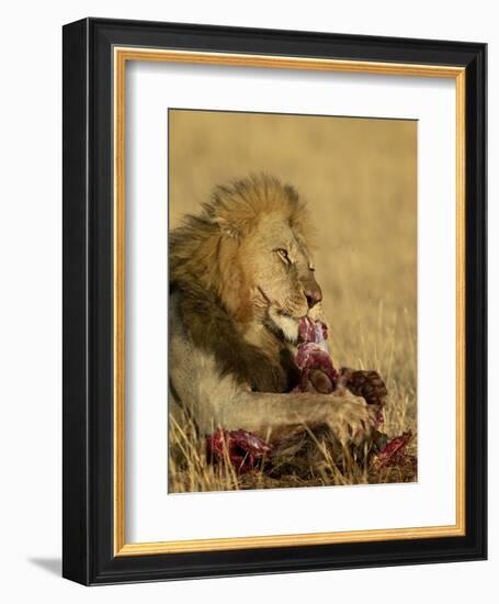 Male Lion Eating a Blue Wildebeest, Masai Mara National Reserve, Kenya, East Africa-James Hager-Framed Photographic Print